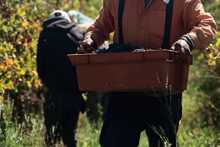 Harvest crew picking grapes by hand