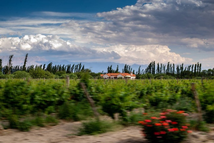 Viñedo en Cafayate, Salta, con casona colonial de fondo