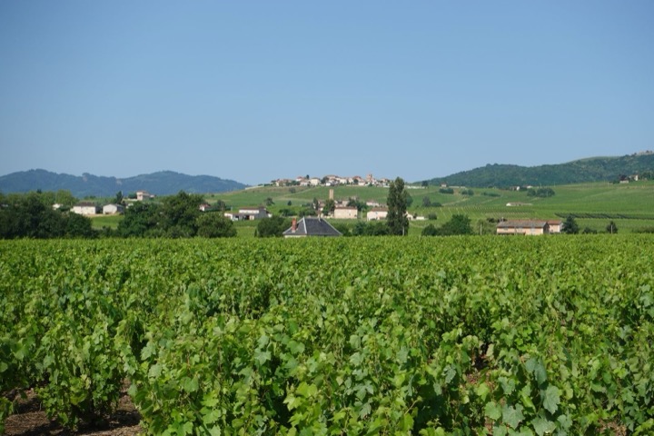 Viñedo en Borgoña, Francia, con un pueblo de fondo