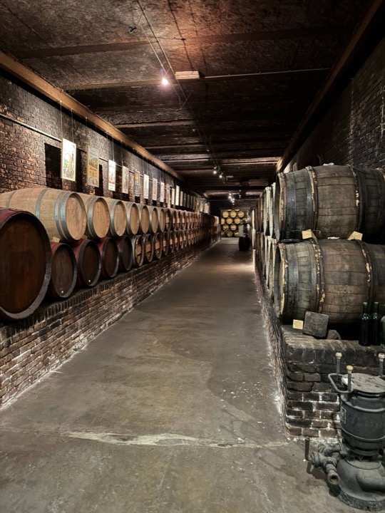 Oak barrels aging wine in a cellar