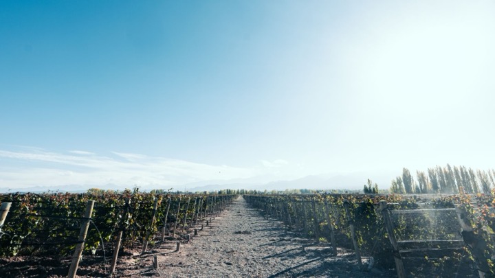 Hileras de viñedo en Mendoza, Argentina, con la cordillera de los Andes al fondo
