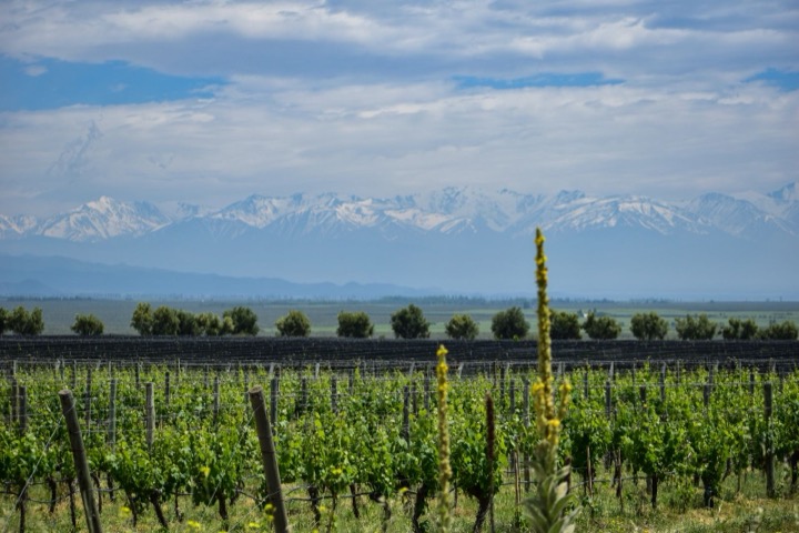 Vineyard in Tunuyán, Uco Valley, Mendoza, with the snow-capped Andes mountains in the background