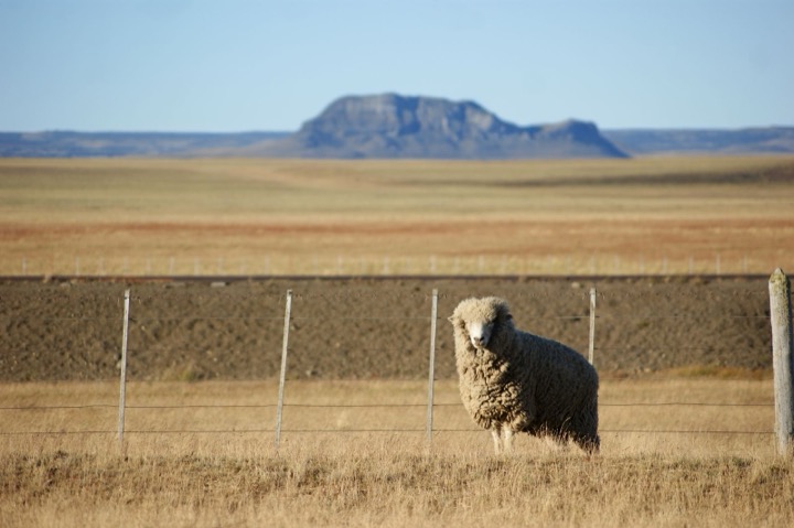 Arid steppe landscape in Río Negro, Patagonia, Argentina, with a mesa in the background