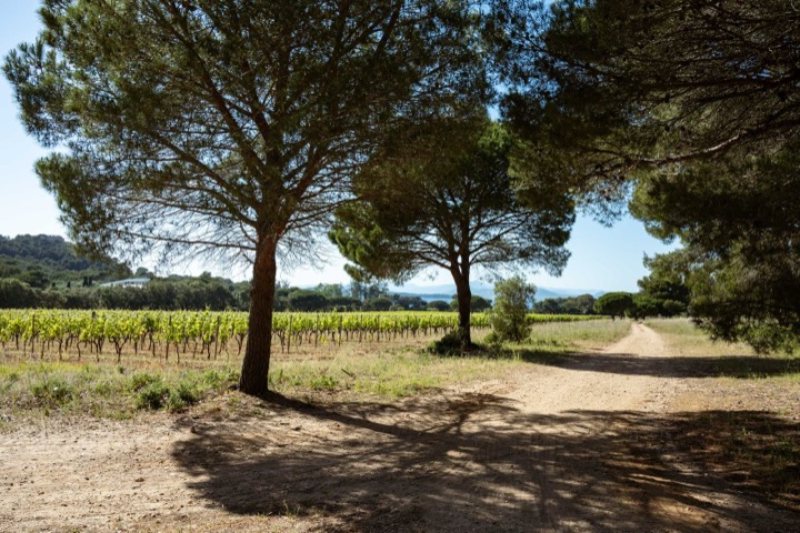 Viñedo entre pinos bajo cielo despejado en Provenza, Francia