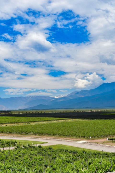 Viñedo con la cordillera de los Andes de fondo en Tunuyán, Mendoza