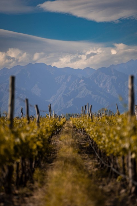 Vignoble en altitude avec la cordillère des Andes en arrière-plan