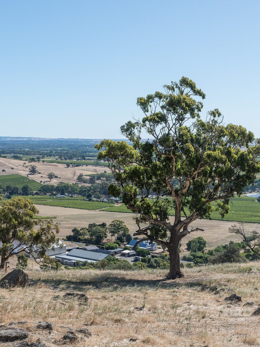 Un eucalipto sobre el valle del Barossa, visto desde Mengler Hill