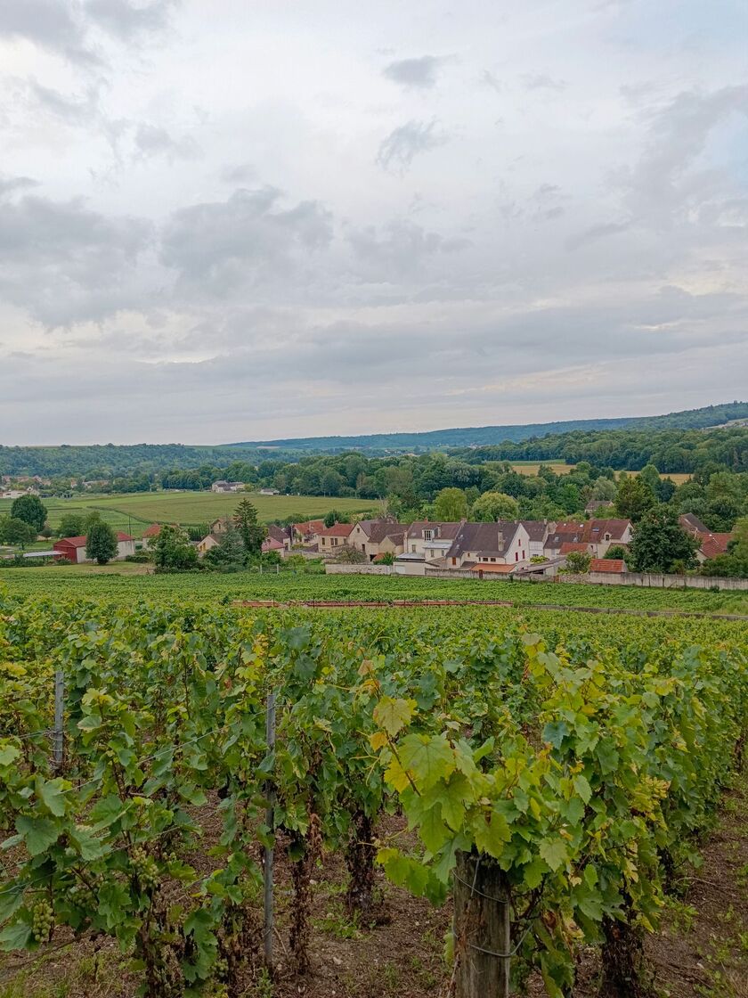 Vineyard and village in Burgundy