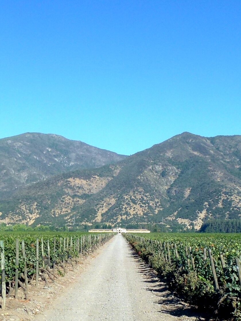 Un chemin entre les vignes avec les collines de la cordillère de la Côte au fond, dans la vallée de Colchagua