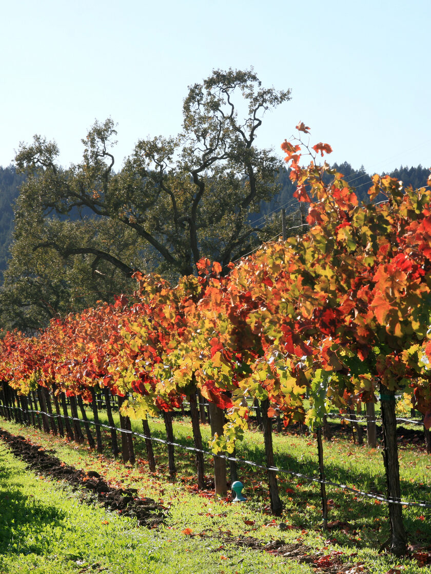 A vineyard in red and yellow autumn leaf, in the Napa Valley
