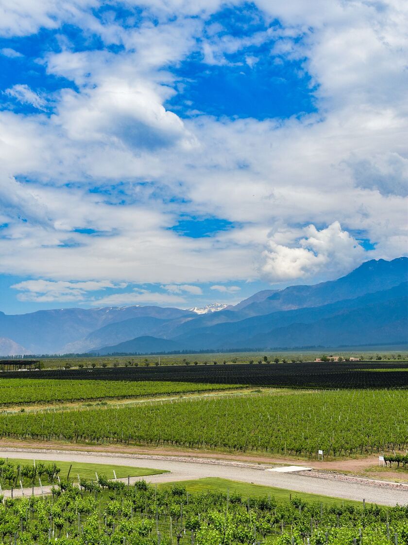Viñedos al pie de la cordillera de los Andes, en el Valle de Uco