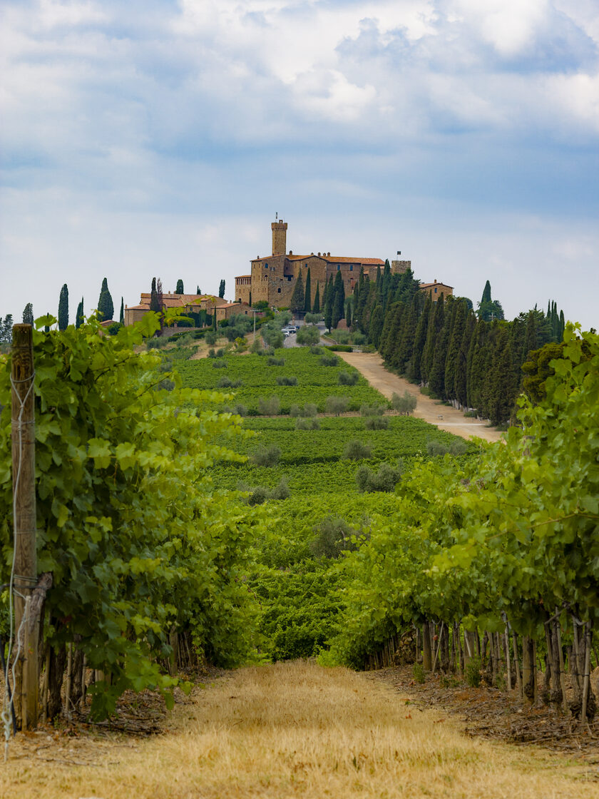 Un chemin entre les vignes vers le château de Banfi, bordé de cyprès, à Montalcino