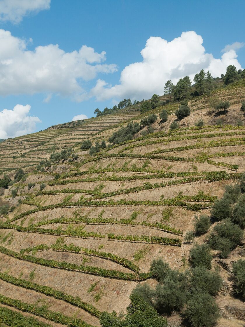 Viñedos en terrazas sobre una ladera empinada cerca de Pinhão, en el valle del Duero