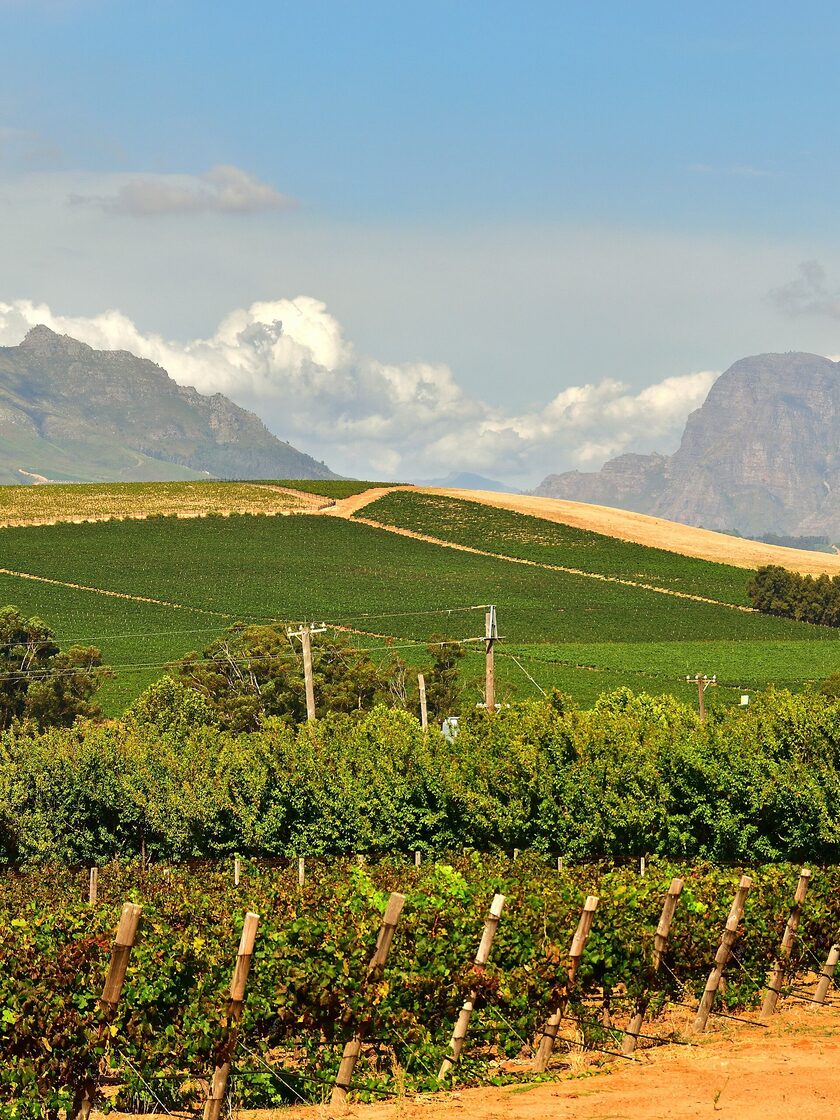 Viñedos de Stellenbosch con montañas al fondo